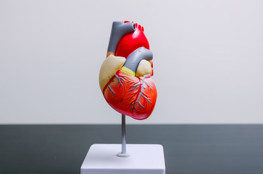 Anatomical heart model on white base showing chambers, arteries, and veins in red, blue, and beige